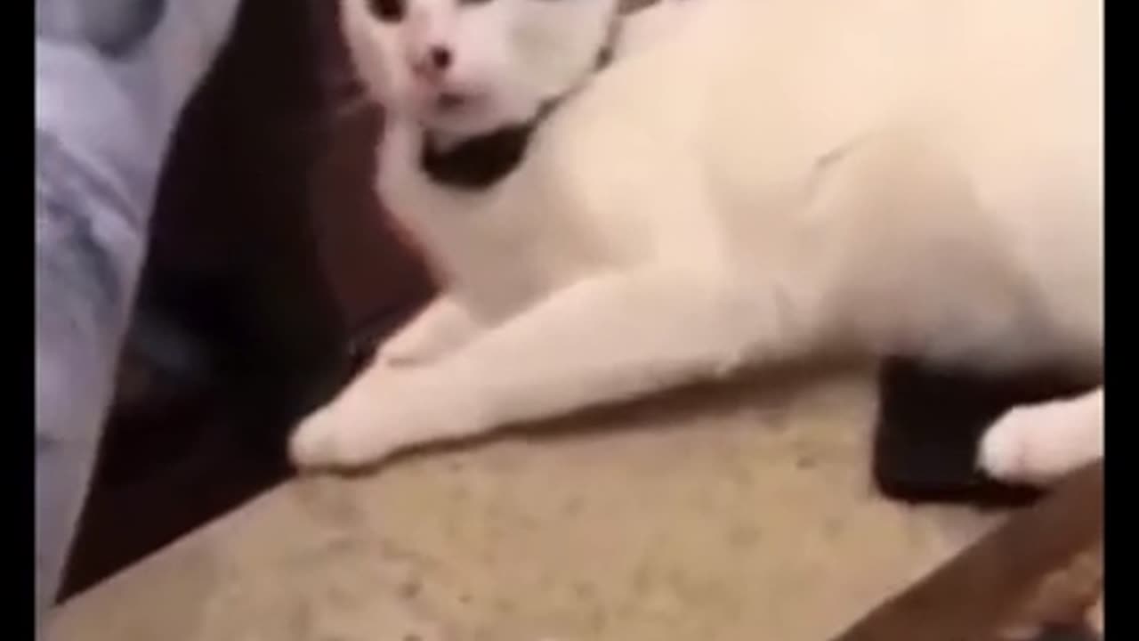 #Funny cats and dogs