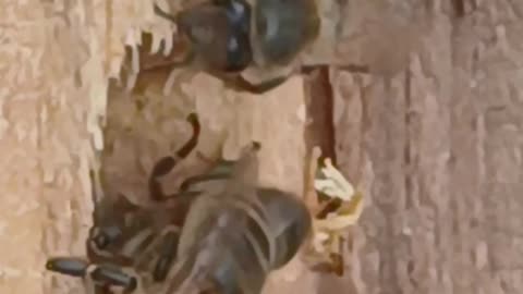 Busy Bees in Ireland