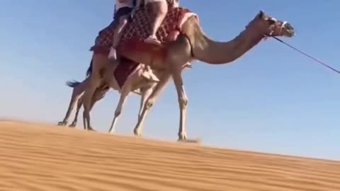 Special offer on dessert safari in Dubai !