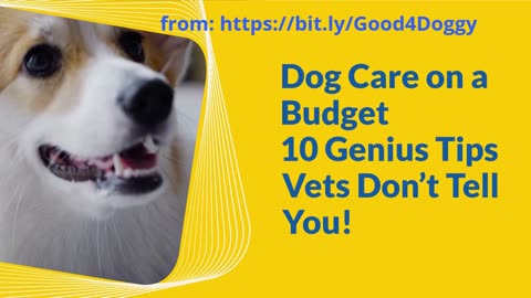Dog Care on a Budget: 10 Genius Tips Vets Don't Tell You!