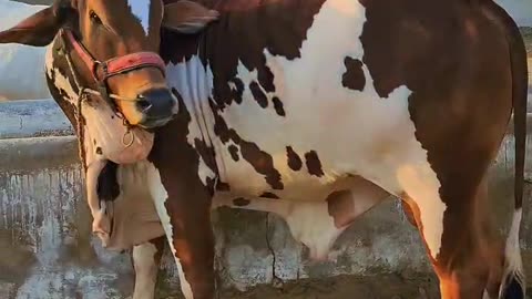 baeutiful cow