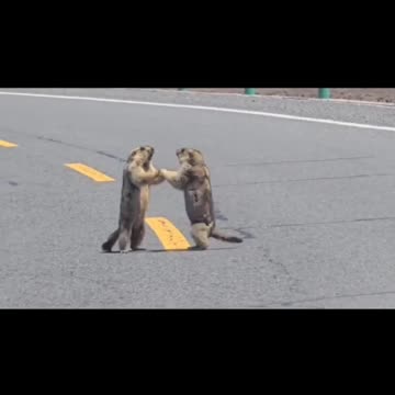 Tiny Trouble on the Road دعوای کوچولوی وسط جاده