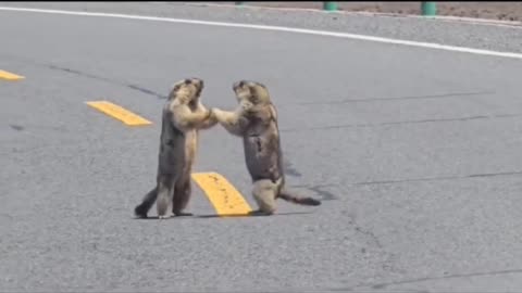 Tiny Trouble on the Road دعوای کوچولوی وسط جاده