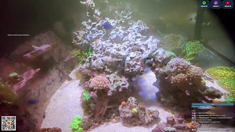 24/7 Real Live Reef Stream