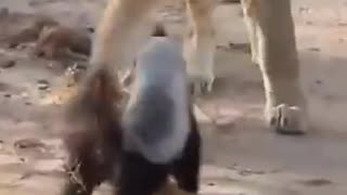 Viral: Fearless Honey Badger takes on 6 Lions! #shorts #wildlife