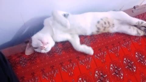 "Waking Up My Cat with Love – A Peaceful Morning in Rural Egypt"