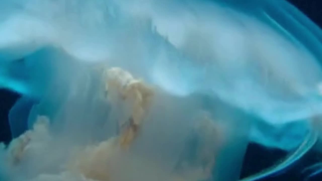 Veil Jelly