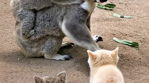 Koala Becomes a Mom for Two Lonely Kittens