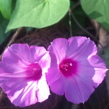 So sweet, Pink Morning Glory Falling in Love.