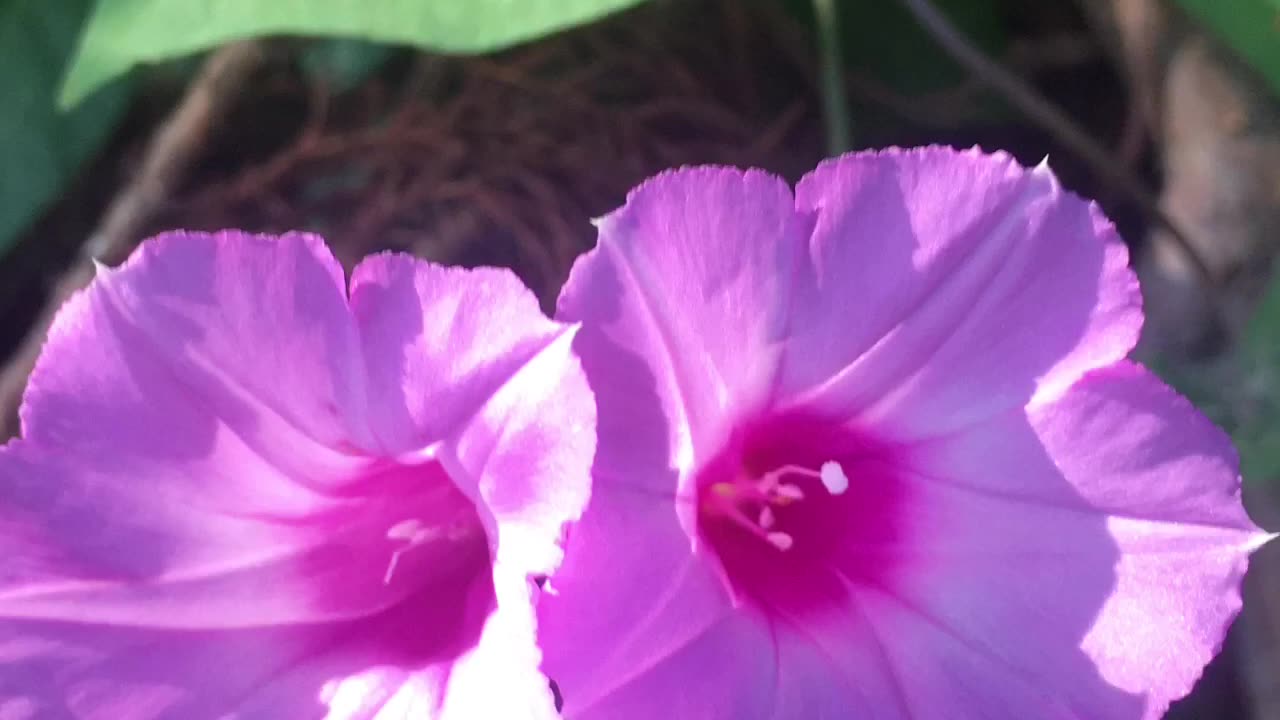 So sweet, Pink Morning Glory Falling in Love.