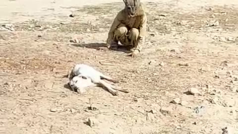 Fake wolf prank with dog funny video #shorts #viral