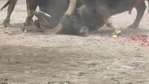 Showdown