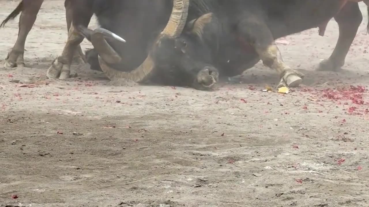Showdown
