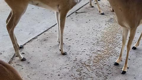 Neighborhood Deer Waiting To Be Fed Corn Feed