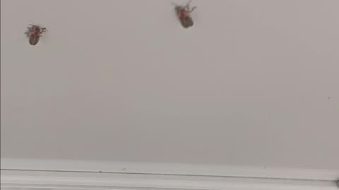 Lightning bugs