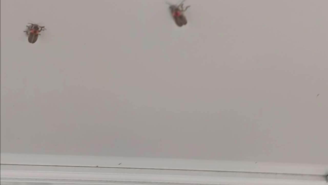 Lightning bugs