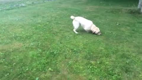 Dog Playing With Kid