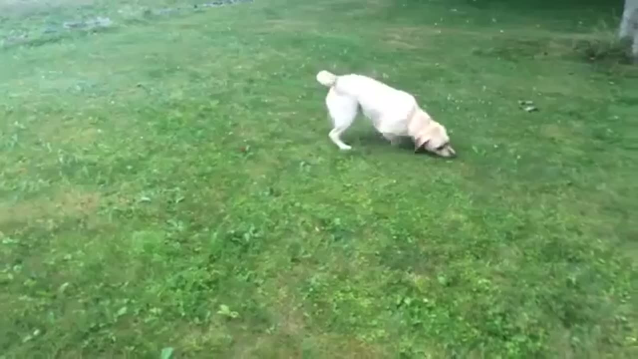 Dog Playing With Kid