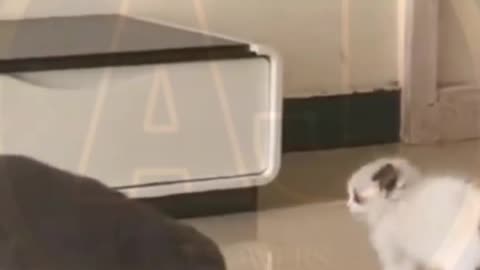 Funny video