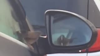 😂🦅 Epic Bird Battle! They're Going At It! | FunFM