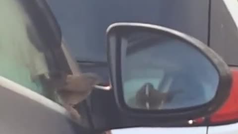 😂🦅 Epic Bird Battle! They're Going At It! | FunFM