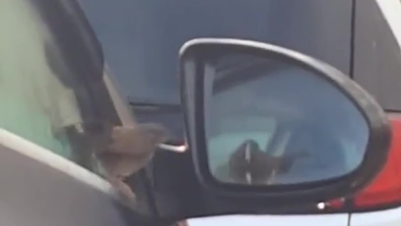 😂🦅 Epic Bird Battle! They're Going At It! | FunFM