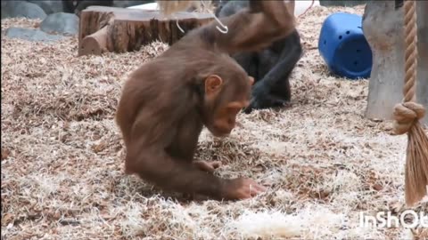 Colchester zoo essex review