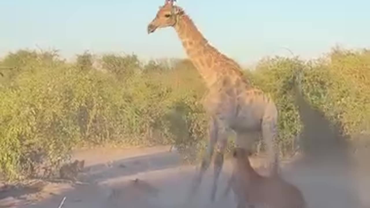 Animal fight
