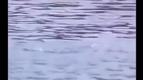 Back into the water