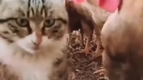 Funny Animal Videos 9