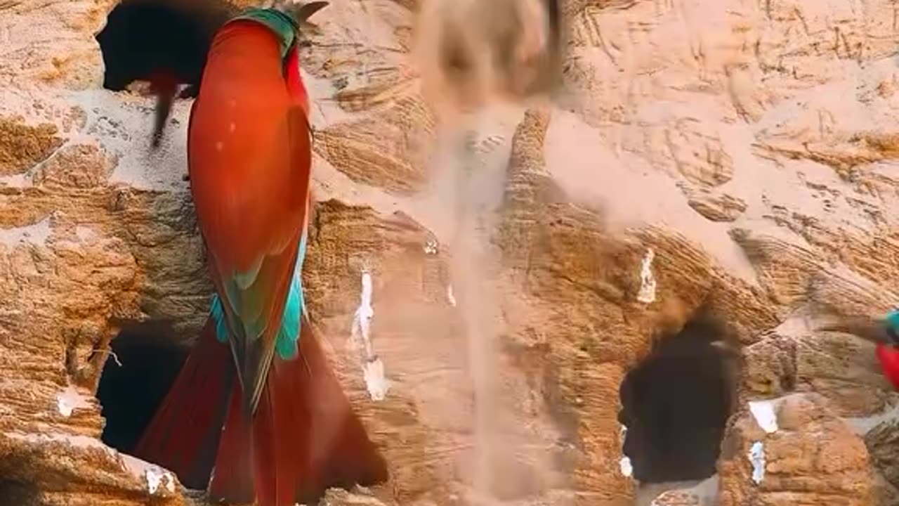 The Divine Art in Birds â Witness the Beauty of Creation