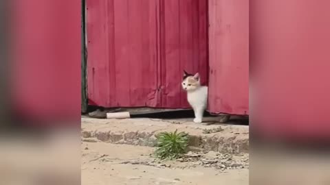 Funny Cat and Dog Videos😼🐶You Laugh You Lose😜