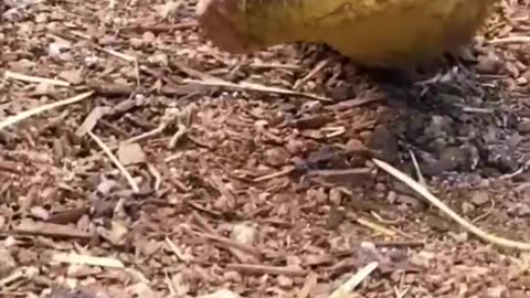 Animals Funny Video