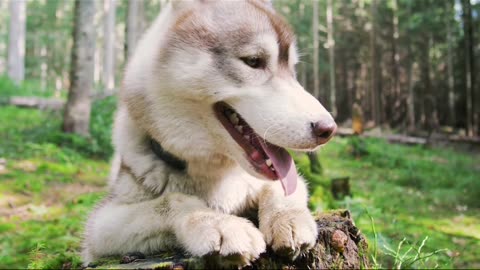 5 Ways You’re Accidentally Wrecking Your Dog’s Feelings (With Love, Sarcasm & Treats