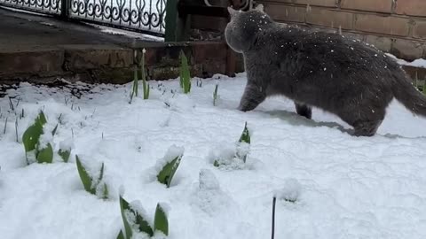 #cats adorable cat see first time snow 😭