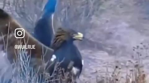 Wolf vs. Eagle. Incredible video.
