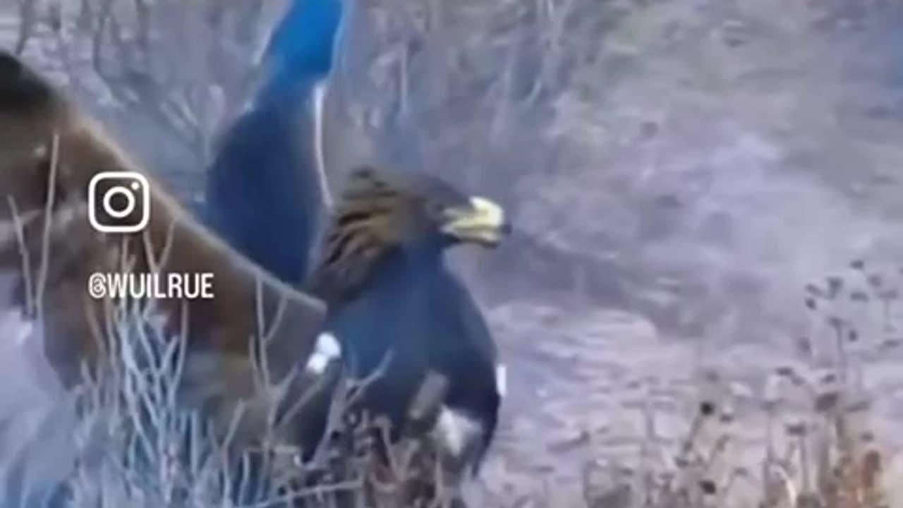 Wolf vs. Eagle. Incredible video.