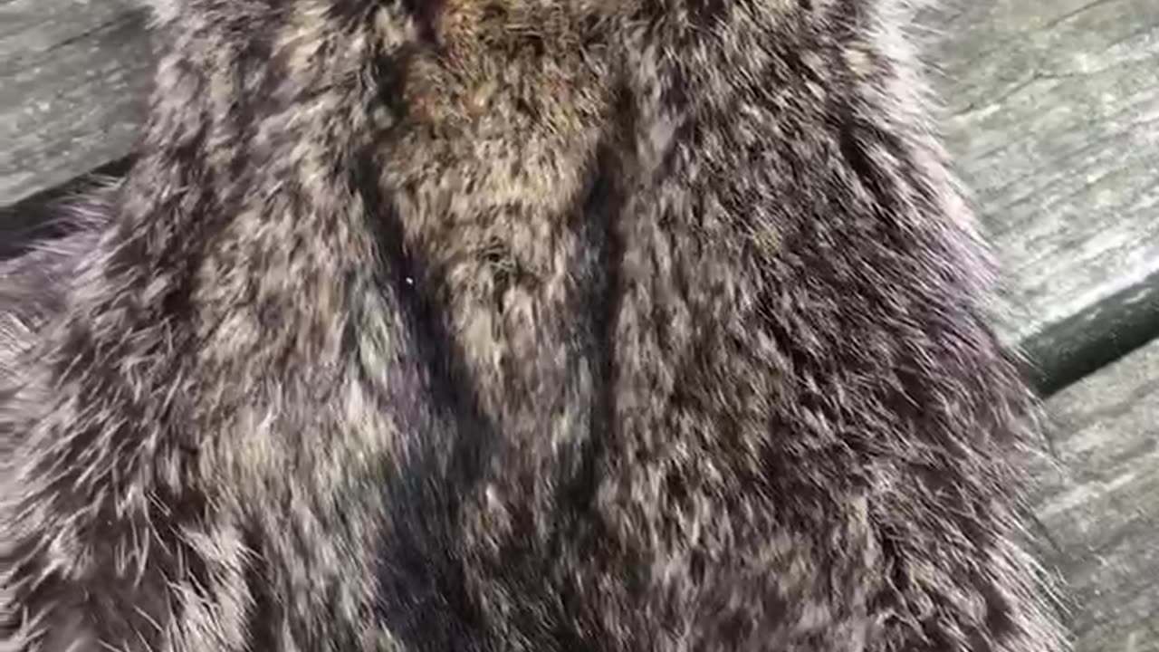 1st tanned coon, Fur side out