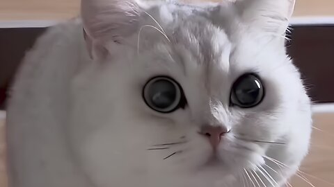 Warning: This Funny Cat Video Will Make Your Day!