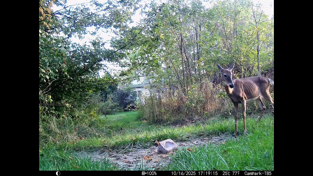 Deer Cam 10 16 2025 Game Cam Trail Camera