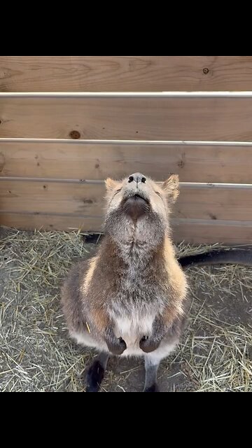 Kangaroo diaries only in Australia 🇦🇺
