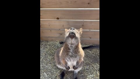 Kangaroo diaries only in Australia 🇦🇺