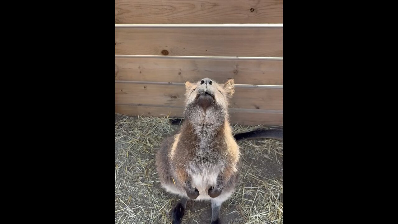 Kangaroo diaries only in Australia 🇦🇺