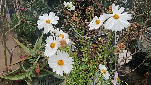 White Cosmos flower blooming