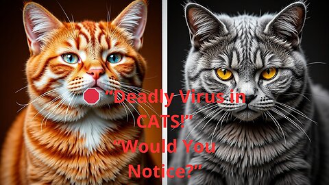The Invisible Virus That's Killing Cats Worldwide.