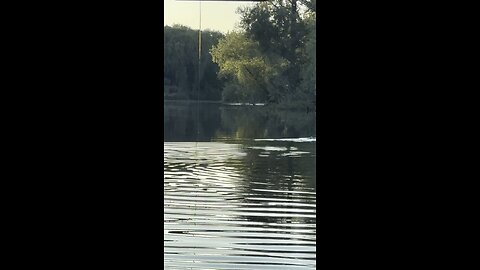 Beaver slapping its tail