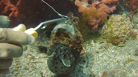 Hooked But Not Hopeless. Diver Saves Injured Tropical Fish. (4K UHD)