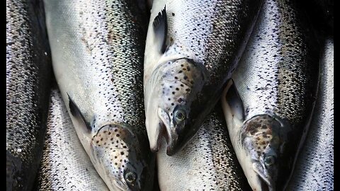 Unintended Consequences Tariffs May Have Unseen Effects for Alaskan Fisheries