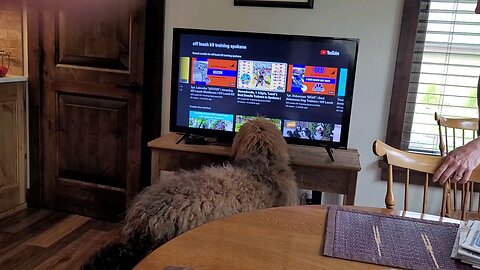 Moose wants to play with the puppy on the TV
