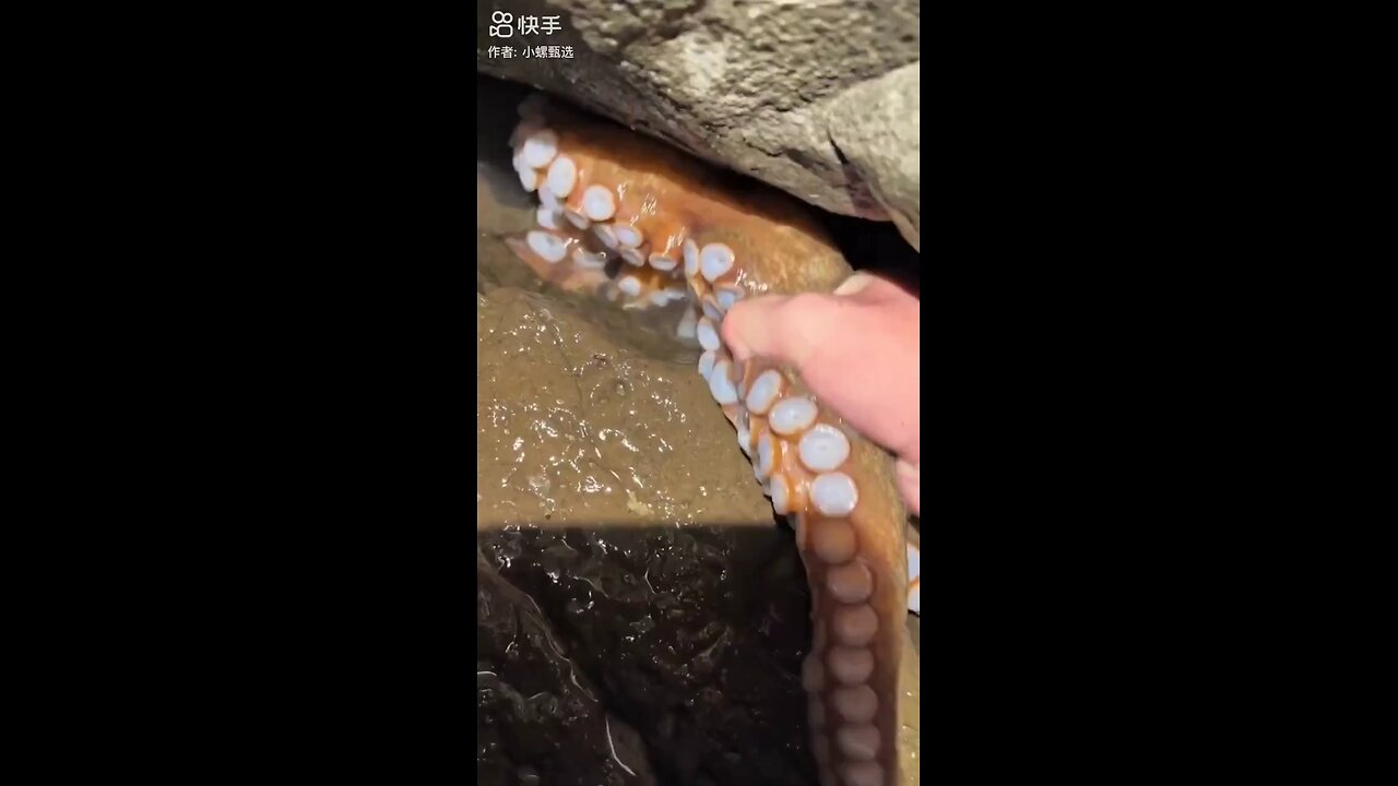 Amazing octupos